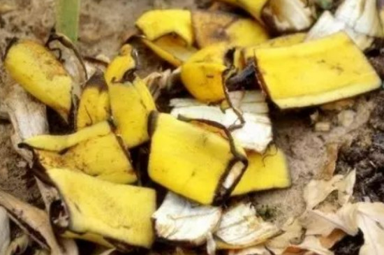 香蕉皮怎么做肥料养花肥料