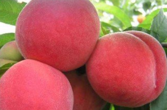 水蜜桃品种