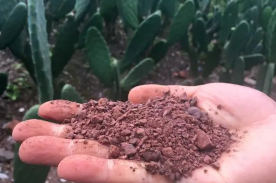 仙人掌喜欢酸性还是碱性土壤