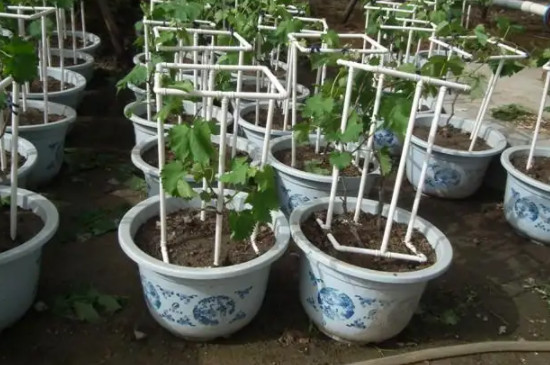 家庭盆栽葡萄种植技术与管理