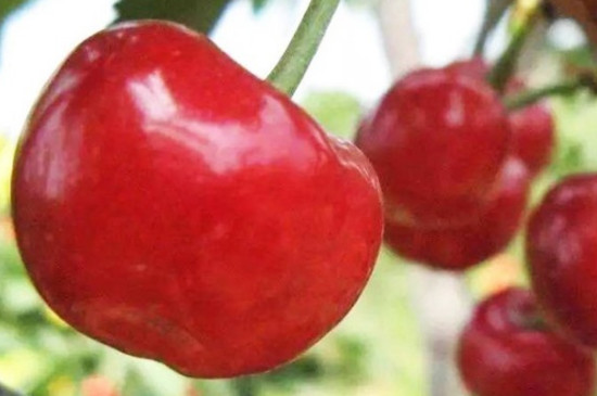 福脆大樱桃是什么品种