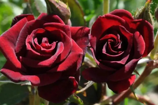 玫瑰花语每朵代表什么