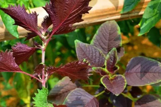 紫苏种植方法和注意事项