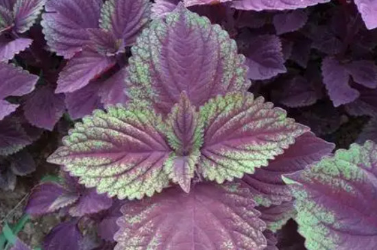 紫苏种植方法和注意事项