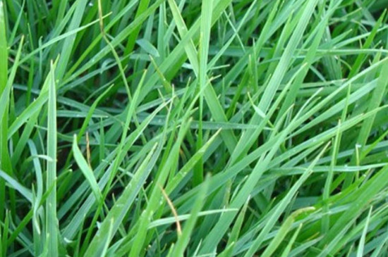 护坡绿化草种