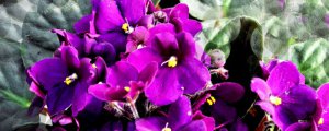 紫罗兰的花语和寓意