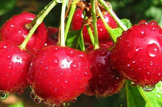 比齐早成熟早的樱桃品种