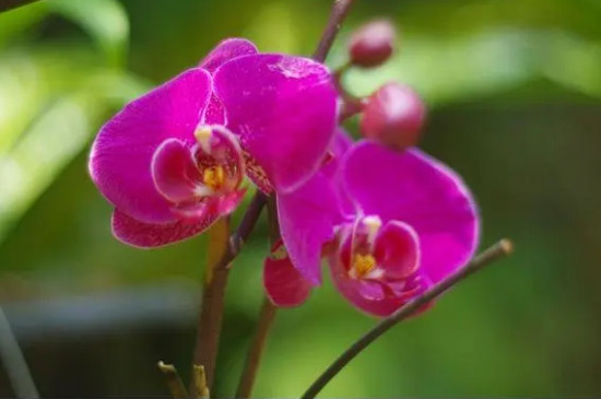 紫色蝴蝶兰的花语和寓意