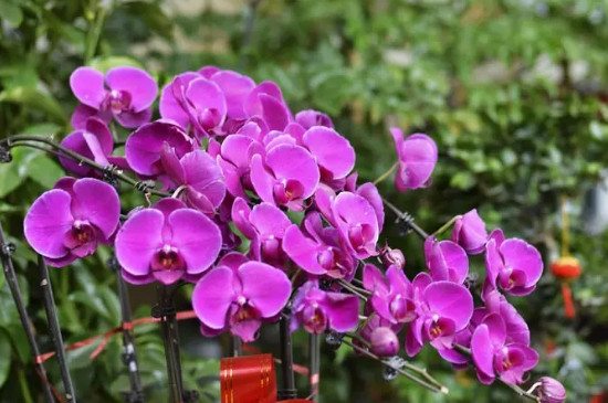 紫色蝴蝶兰的花语和寓意