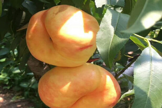 桃的品种
