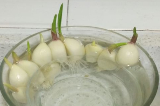水培蒜苗的家庭种植方法