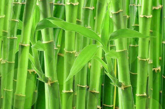 竹子有种子吗