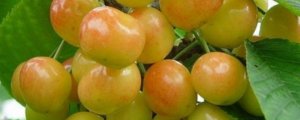 黄樱桃品种