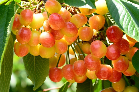 黄樱桃品种