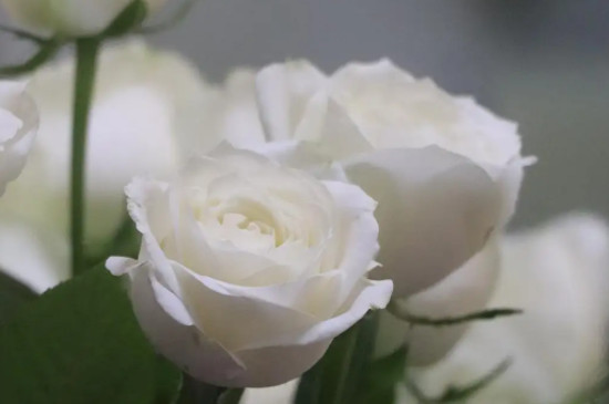 白玫瑰的寓意
