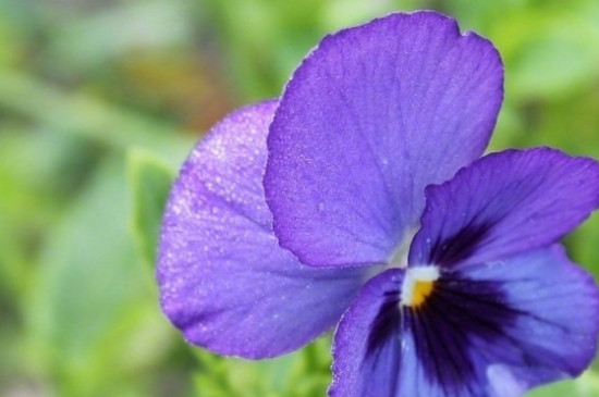 紫罗兰的花语