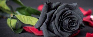 黑玫瑰的花语