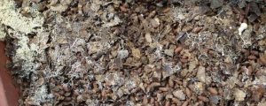 兰菌喜欢酸性土壤?