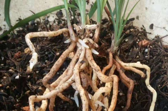兰菌喜欢酸性土壤?