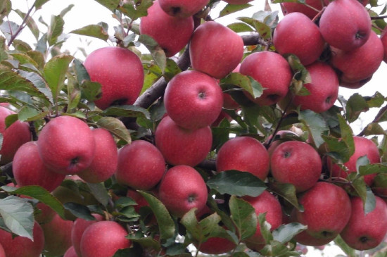 苹果栽种后需要多久才会开花结果