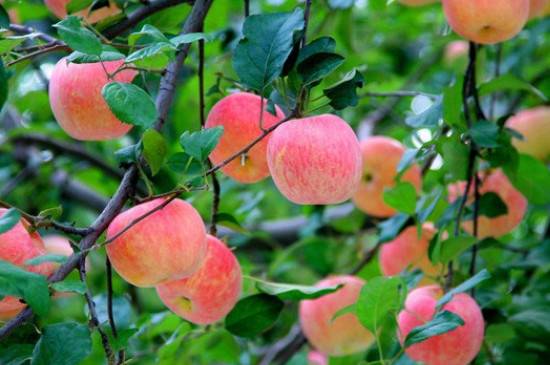 苹果栽种后需要多久才会开花结果