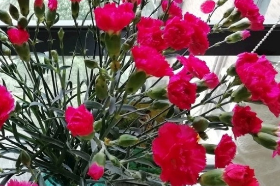 康乃馨花的花语