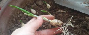 青蒜根可以种植吗