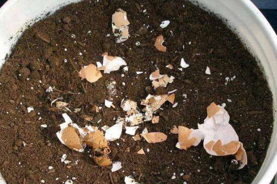蛋壳泡水发酵后是什么肥料