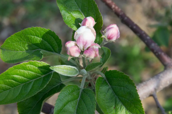 苹果树花芽和叶芽的区别