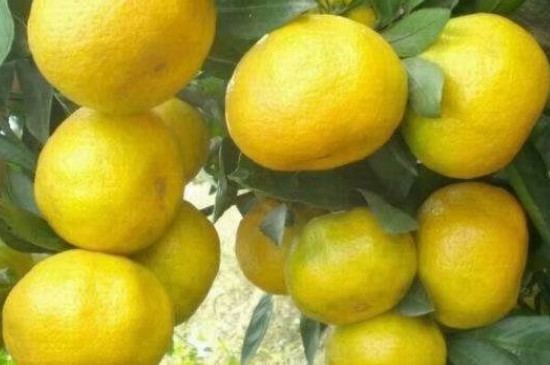 阳光一号柑橘品种介绍