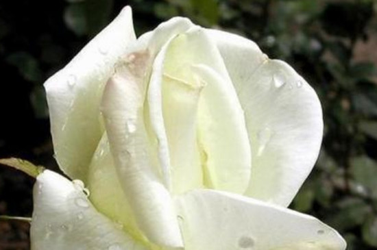 洛丽玛丝玫瑰的花语