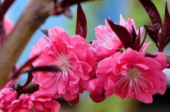 红叶碧桃是桃树吗