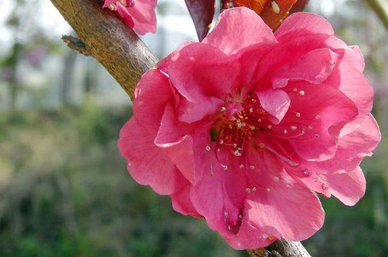 红叶碧桃是桃树吗
