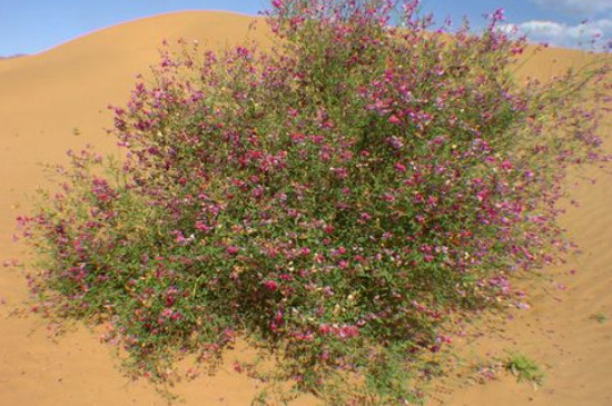 沙漠常见四种植物