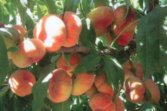 小蟠桃是什么品种