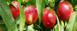 新48油桃品种介绍