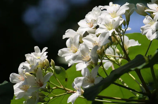 杏桐花的花语是什么