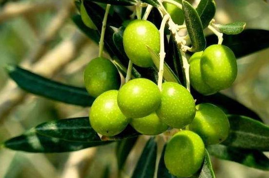 橄榄品种
