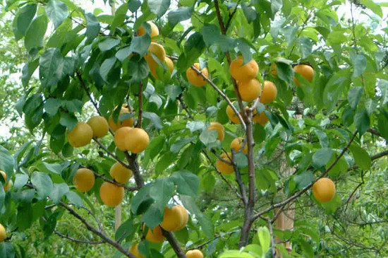 杏树种子催芽方法