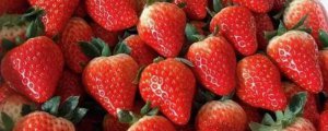 甜查理草莓特性
