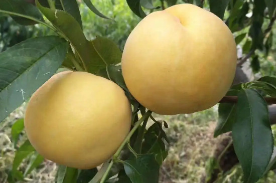 最晚熟黄桃品种