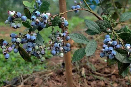 蓝莓土壤配方