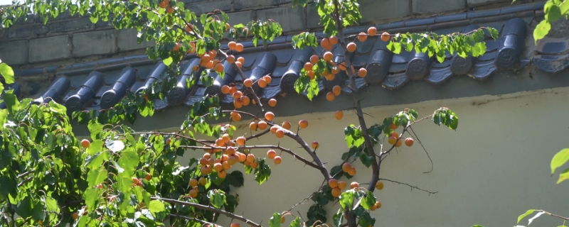 杏树不开花是什么原因