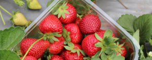 法兰地草莓品种介绍