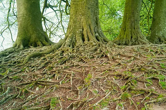 埋在地下的树根如何处理