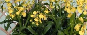 黄色兰花是什么品种