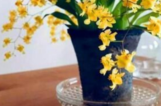 黄色兰花是什么品种