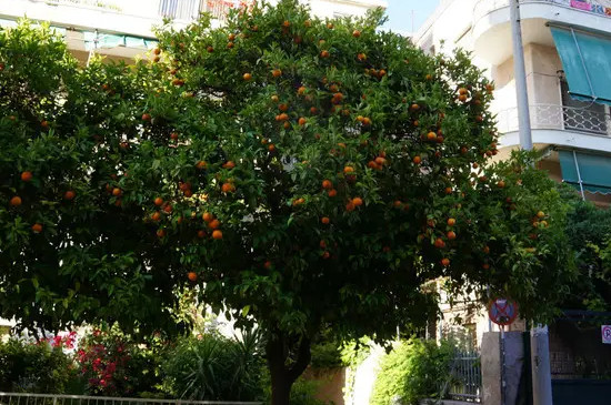 橘子树几月份开花