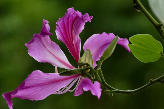 紫荆花树苗的种植方法
