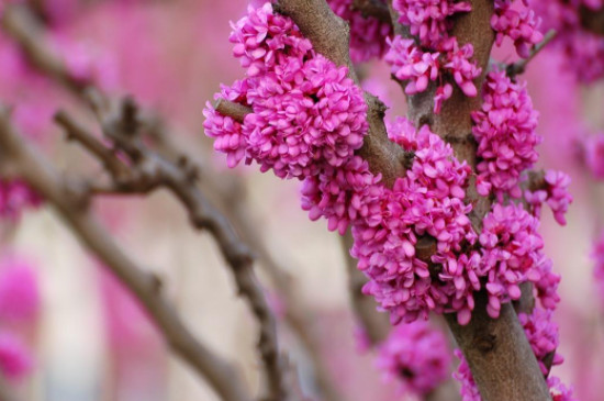 紫荆花树苗的种植方法